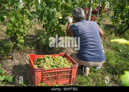 Italien, Panorama der Weinberge des Piemont: Langhe-Roero und Monferrato auf der Liste des Weltkulturerbes der UNESCO: die Ernte im Monferrato Italien, Piemont, Vi. Stockfoto