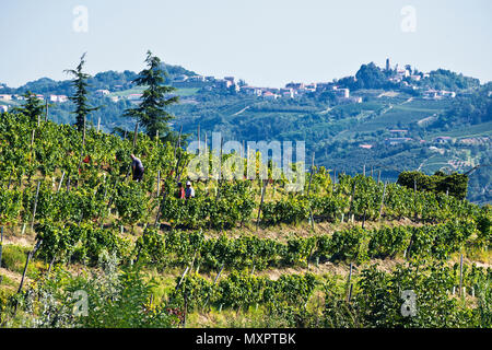 Italien, Panorama der Weinberge des Piemont: Langhe-Roero und Monferrato auf der Liste des Weltkulturerbes der UNESCO: die Ernte im Monferrato Italien, Piemont, Vi. Stockfoto