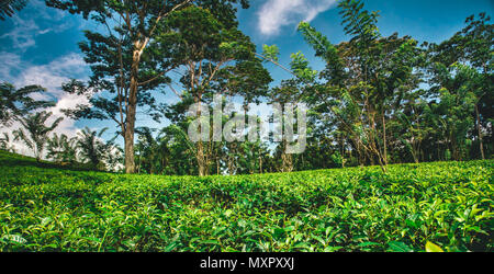 Die Teeplantage von tropischem Wald umgeben. Der Pflanze Camellia Sinensis ist der immergrüne Strauch oder kleiner Baum, dessen Blätter und Blattknospen verwendet werden Kaffee zu produzieren. Nuwara Eliya, Sri Lanka. Stockfoto