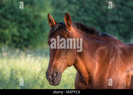 Schöne braune Pferd stehend in einem Feld in Filipstad Schweden Stockfoto