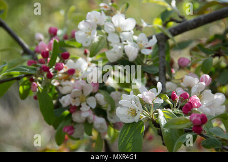 Apple Blossom auf Crab Apple tree Stockfoto