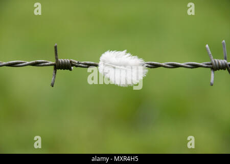 Weiße Feder auf Stacheldraht Stockfoto