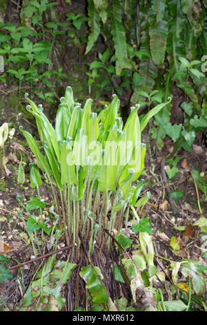 Der Hart-Zunge Farn, Asplenium Scolopendrium, ist ein attraktiver immergrünen Farnen. Es kann in großen Abweichungen zwischen den Felsen und unter Bäumen wachsen Stockfoto