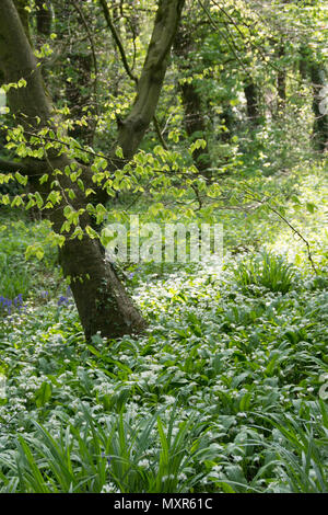 Allium ursinum - Bärlauch, buckrams, Bärlauch, Breitblättrigen Knoblauch, Bärlauch, Bär Lauch, oder Bärlauch Stockfoto