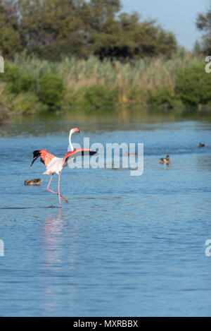 Die rosa Flamingo in Wasser, Frankreich, Camargue Stockfoto