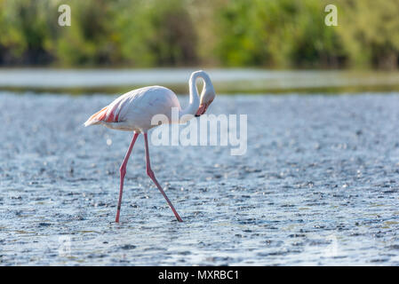 Die rosa Flamingo in einem Profil im Wasser, Frankreich, Camargue Stockfoto