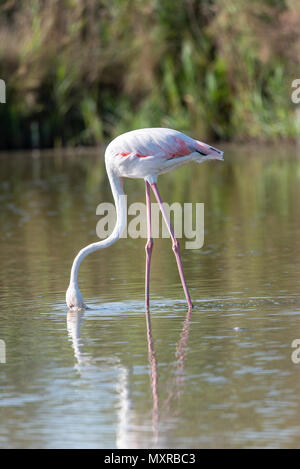 Die rosa Flamingo in einem Profil im Wasser, Frankreich, Camargue Stockfoto