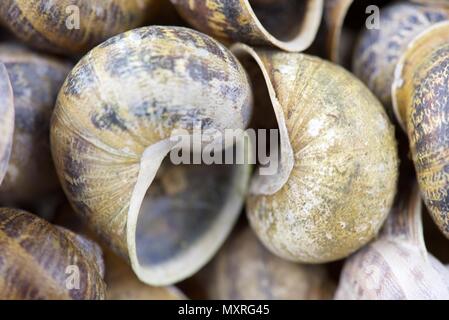 Schneckenhäuser: Leere gemeinsamen Garten Schneckenhäuser Stockfoto