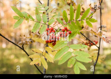 Rote reife Vogelbeeren mit gelb-grüne Blätter im Herbst Fores Stockfoto