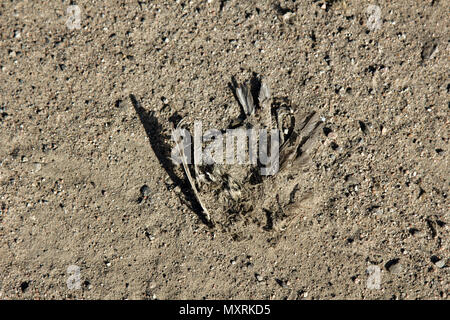 Toten Vogel an der Seite der Straße mit Sand bedeckt, tote Biomasse Stockfoto