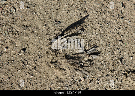 Toten Vogel an der Seite der Straße mit Sand bedeckt, tote Biomasse Stockfoto