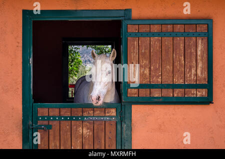 Wunderschöne reinrassige weiße Pferd mit Blick auf die stabile Tür. Stockfoto