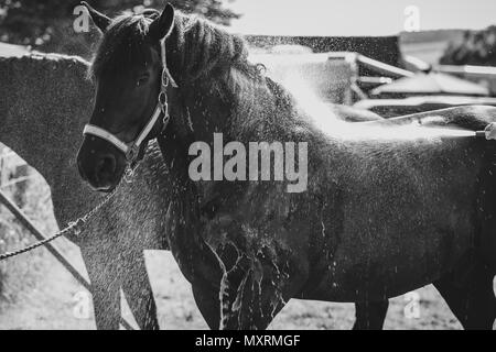 Ein großes Pferd ist mit Wasser an einem heißen Tag gekühlt wurde, nachdem sie an die Weald und Downland lebendiges Museum in Singleton, West Sussex, UK. Stockfoto