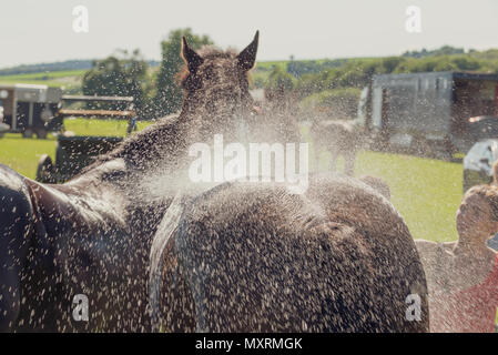 Ein großes Pferd ist mit Wasser an einem heißen Tag gekühlt wurde, nachdem sie an die Weald und Downland lebendiges Museum in Singleton, West Sussex, UK. Stockfoto