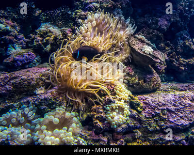 Kleine Fische schwimmen über einen schönen Algen. Stockfoto