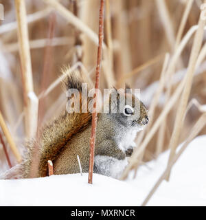 Amerikanische Rote Eichhörnchen im Schnee, (Tamiasciurus hudsonicus), Manitoba, Kanada. Stockfoto