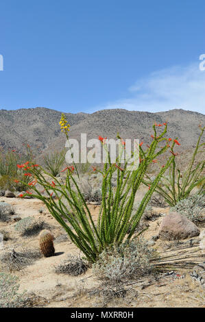 Blühende Ocotillo und Century Plant, Glorietta Canyon, Anza-Borrego Desert State Park, CA, USA 120328 30212 Stockfoto