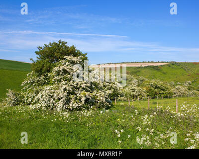 Ein blühender Weißdorn Baum und Hecken mit Landschaft mit Blick auf Millington Wiesen mit Wildblumen und Gräser unter einem blauen Himmel in Yorkshire werden Stockfoto