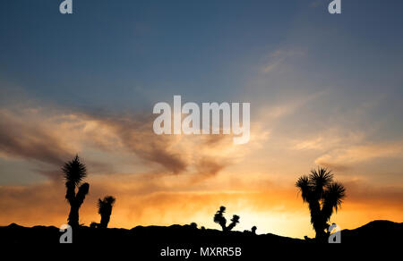Joshua Bäume in Silhouette gegen einen goldenen Sonnenuntergang mit dramatischen Wolken in Joshua Tree National Park, Kalifornien Stockfoto
