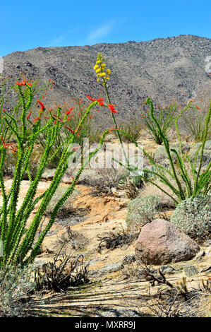 Blühende Ocotillo und Century Plant, Glorietta Canyon, Anza-Borrego Desert State Park, CA, USA 120328 30215 Stockfoto