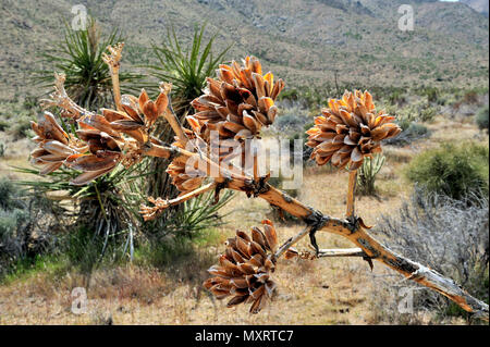Jahrhundert Anlage Samenkapseln, coole Canyon, Anza-Borrego Desert State Park, CA, USA 120328 30231 Stockfoto