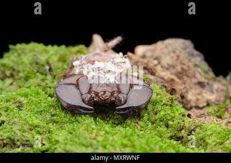 Zwerg Skorpion mit Baby auf dem Rücken. Liocheles australasiae. Stockfoto