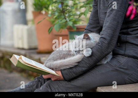Eine Frau mit einem Buch mit einem grauen Katze schlafend auf dem Schoß. Stockfoto