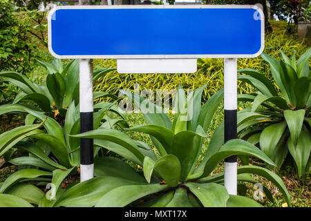 Leeren blauen Platte unter Kakteen Stockfoto