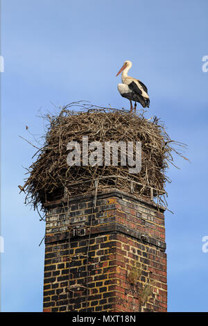 Weißstorch stehend auf seinem Nest die sitzt auf einem alten gemauerten Schornstein in Wittelshofen, Deutschland Stockfoto