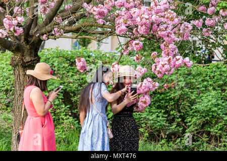 Cherry Blossom, Teltow, Mauerweg, der ehemaligen DDR-Grenze, in der Nähe von Berlin, Brandenburg, Stockfoto
