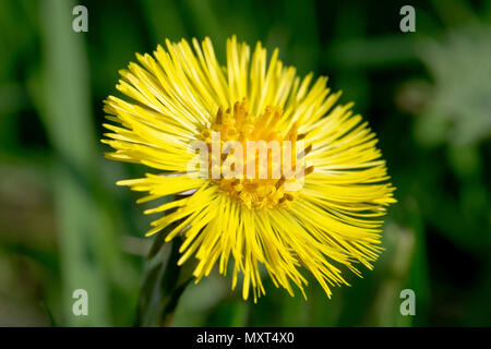 Die Colt-Fuß (Tussilago farfara), in der Nähe von einer einzigen Blume Übersicht detail. Stockfoto