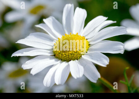 Geruchlos Mayweed (tripleurospermum inodorum), in der Nähe von einer einzigen Blume Übersicht detail. Stockfoto