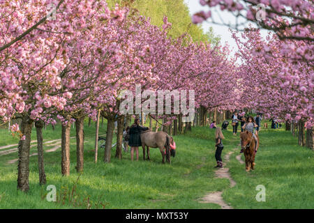Cherry Blossom, Teltow, Mauerweg, der ehemaligen DDR-Grenze, in der Nähe von Berlin, Brandenburg, Stockfoto