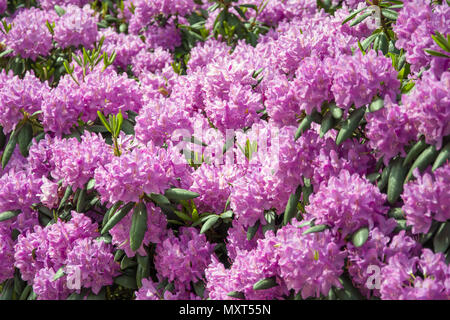 Rhododendron Bush mit einer Masse von rosa Blumen bedeckt Stockfoto