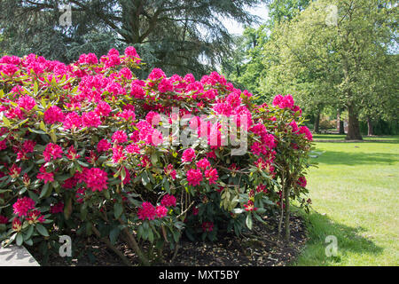 Rhododendron Bush mit roten Blumen - Gras und Bäume im Hintergrund Stockfoto