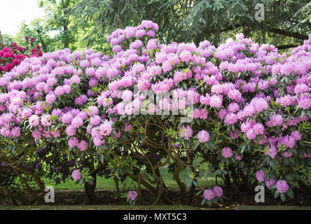 Schöne rhododendron Bush mit einer Masse von rosa Blumen bedeckt Stockfoto