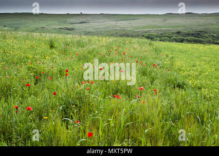 Die Arabale im Feld Projekt auf West Pentire in Newquay in Cornwall. Stockfoto