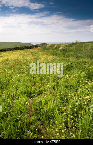 Ein Feld von Wildblumen auf West Pentire in Newquay in Cornwall. Stockfoto