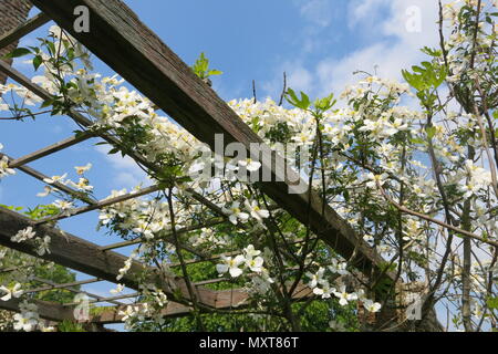 Nahaufnahme von einer weißen Kletterer bis kletterten die Gitter in den weißen Garten in Sissinghurst Schlossgarten, Kent Stockfoto