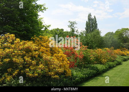 Eine bunte Anzeige von Gelb und Orange Rhododendron in der langen Grenze bei Sissinghurst Schlossgarten, Kent (National Trust). Stockfoto