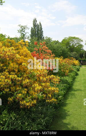 Eine bunte Anzeige von Gelb und Orange Rhododendron in der langen Grenze bei Sissinghurst Schlossgarten, Kent (National Trust). Stockfoto