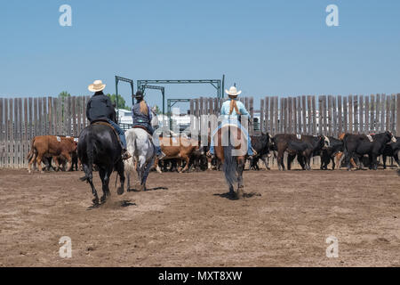 Jugend Team Penning Wettbewerb. Central Alberta Team Penning Association, Robson Arena, Carstairs, Alberta, Kanada. Stockfoto