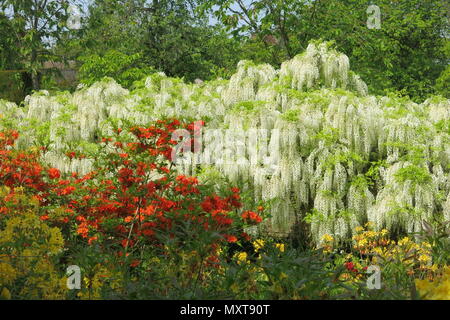 Eine bunte Anzeige von Gelb und Orange Rhododendron mit einem weißen Glyzinien in der langen Grenze bei Sissinghurst Schlossgarten, Kent (National Trust). Stockfoto