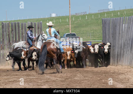 Cowgirls in einem Jugend Team Penning Wettbewerb. Central Alberta Team Penning Association, Robson Arena, Carstairs, Alberta, Kanada. Stockfoto