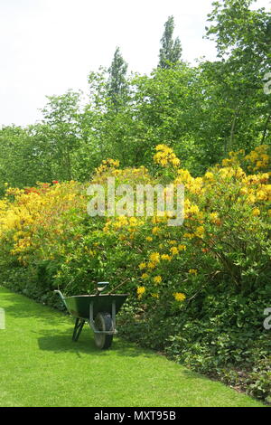 Eine bunte Anzeige der gelben Rhododendren in der langen Grenze bei Sissinghurst Schlossgarten, Kent (National Trust). Stockfoto