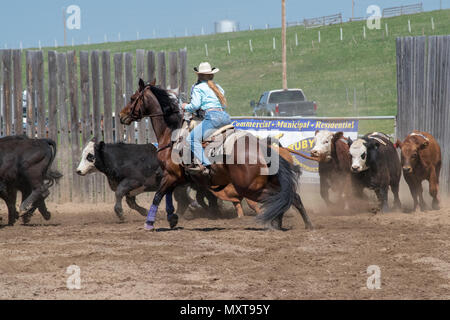 Cowgirls in einem Jugend Team Penning Wettbewerb. Central Alberta Team Penning Association, Robson Arena, Carstairs, Alberta, Kanada. Stockfoto