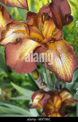 Die atemberaubende Iris, Stolz von Kent, mit ihrer kupfernen Farbtönen Features in die Gärten von Sissinghurst Castle Stockfoto