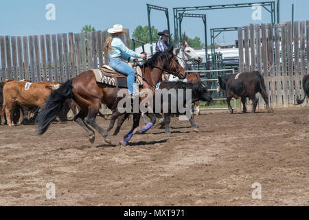 Cowgirls in einem Jugend Team Penning Wettbewerb. Central Alberta Team Penning Association, Robson Arena, Carstairs, Alberta, Kanada. Stockfoto