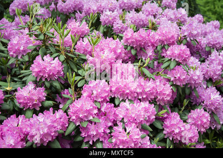 Rhododendron Bush mit einer Masse von rosa Blumen bedeckt Stockfoto