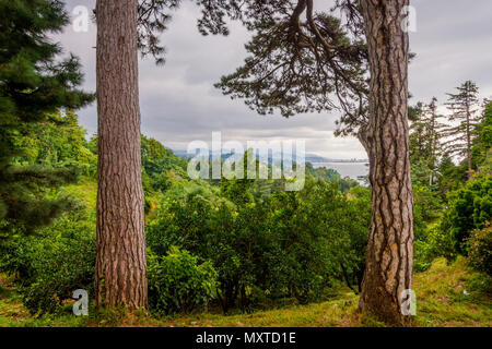 Blick auf Batumi Skyline aus der Ferne botanischer Garten, Georgia Stockfoto